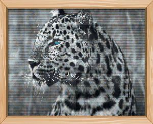 c589 - Леопард