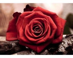 DE4631 - Красная роза