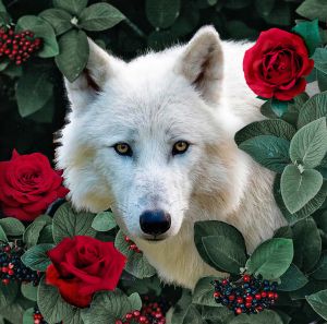 DE7121 - Белый волк