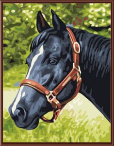 EX5079 - Черный конь