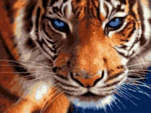 ex5808 - Взгляд тигра