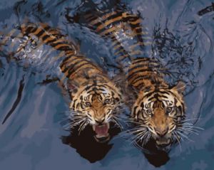 gx5729 - Мощные тигры в воде