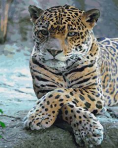gx5730 - Леопард со скрещёнными лапами