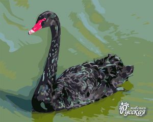 H019 - Чёрный лебедь