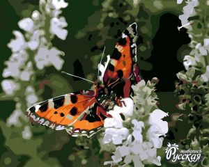 H032 - Бабочка на цветке