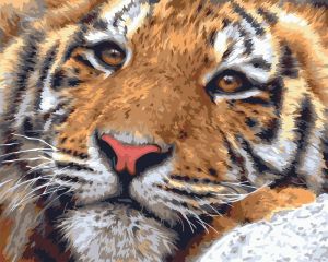 H172 - Амурский тигр