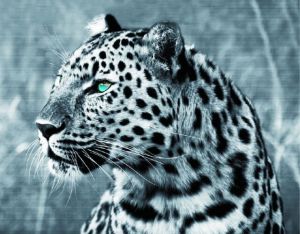 le018 - Леопард