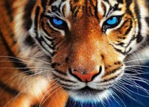 le069 - Голубоглазый тигр