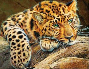 lg020 - Африканский леопард