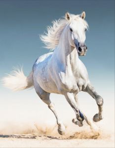 lg192 - Белая лошадь