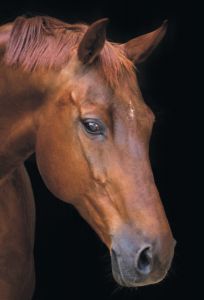 lg199 - Лошадь в тишине