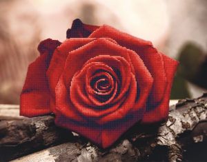 lgp016 - Красная роза