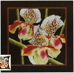 m263 - Орхидеи Пафиопедилум