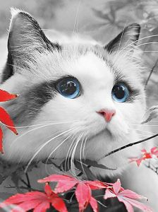 me1153 - Голубоглазый котенок