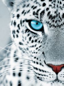 me1154 - Взгляд леопарда