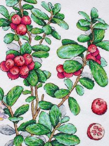 нв-928 - Брусника