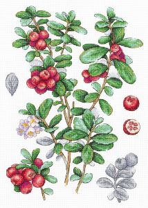 нв-928 - Брусника