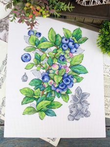 нв-929 - Голубика