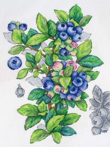 нв-929 - Голубика