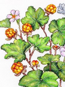 нв-930 - Морошка