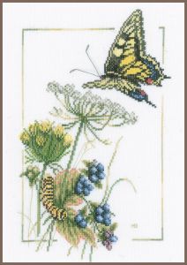 pn-0021869 - Бабочки у черники