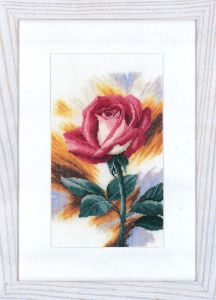 pn-0148258 - Застенчивая роза