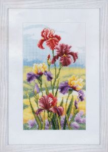 pn-0148482 - Ирисы на рассвете