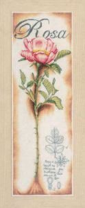 pn-0154334 - Розовая роза