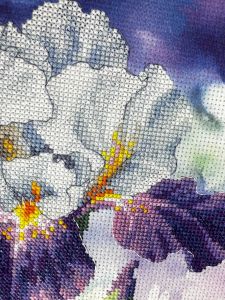 рт-0107 - Цветение ириса