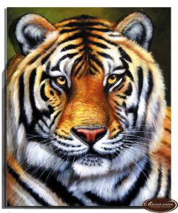РТ150065 - Тигр