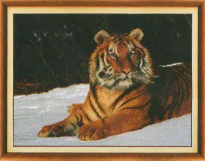 СБ-146 - Тигр