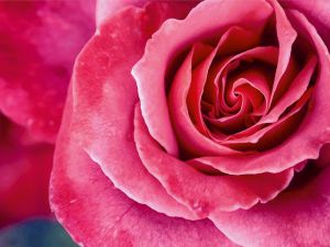 VA048 - Прекрасная роза