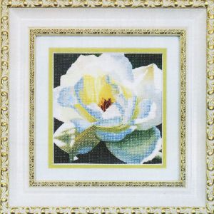 РК-034 - Белая роза