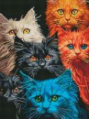 Котовасия