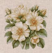 Дикий шиповник