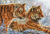 Амурские тигры