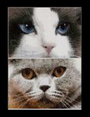 Кошки Смоки + Блу