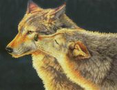 Волчий поцелуй