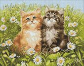 Летние котята