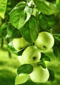 Зеленные яблоки