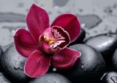 Королевская орхидея 