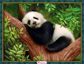 Сонная панда