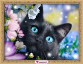 Черный кот в цветах