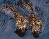 Мощные тигры в воде
