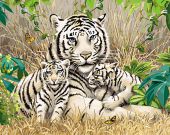 Белые тигры (Уценка)
