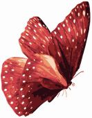 Бабочка Красный монарх
