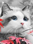 Голубоглазый котенок