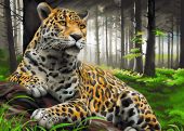 Леопард в лесу