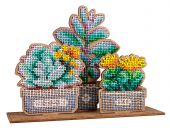 Сад суккулентов