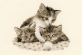 Три маленьких котёнка